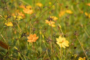 Yellow flowers in a remote rural field are naturally beautiful. - 334226245