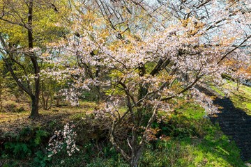 八面山の山桜