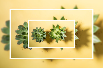 Creative photo in white frame of two green succulents with shadows and soil mix on yellow. Overlay of three layers.