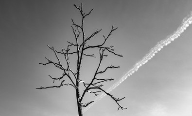 Tree Trail (Monochrome)
