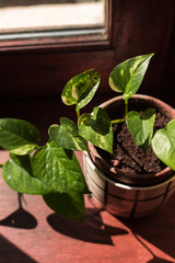 A pothos plant in its pot stands on a windowsill taking in the sunshine of the afternoon