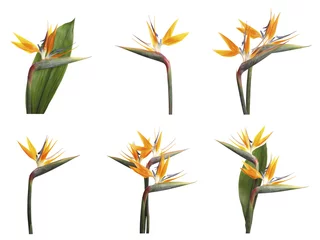 Fotobehang Strelitzia Set met prachtige paradijsvogel tropische bloemen op witte achtergrond