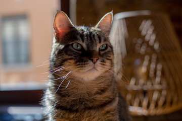 A cute cat with a fluffy fur on a sunny afternoon