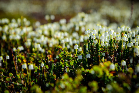 Cassiope tetragona White Arctic Mountain Heather, Arctic Bell Heather
