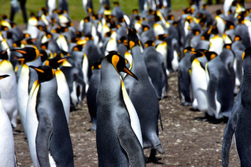Obraz premium King Penguin Colony in Falkland Islands