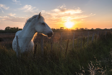 Horse of Camargue at sunset