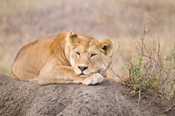 Lioness close up. Serengeti National Park, Tanzania, Africa