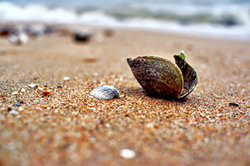 Seashell on the sand