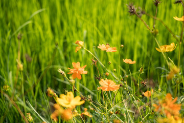 Yellow flowers in a remote rural field are naturally beautiful. - 334227802
