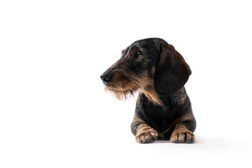 Dachshund Normalgrösse Drahthaar