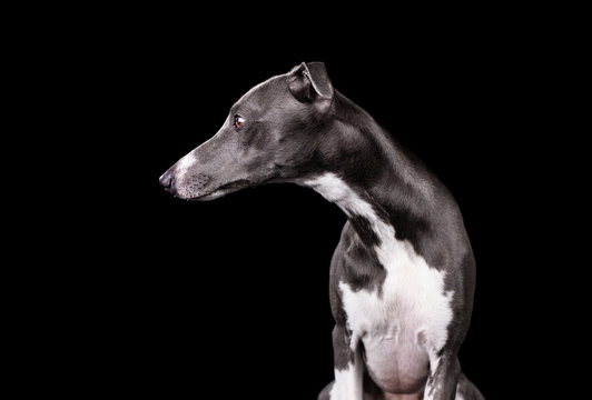 Whippet