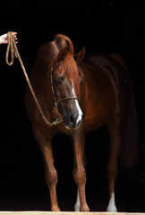 Obraz premium Bay arabian racehorse portrait in dark stable background