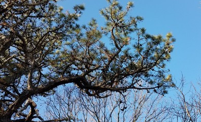 tree and blue sky
