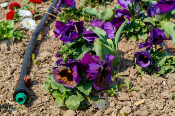 Blue Pansies and Irrigation Hose