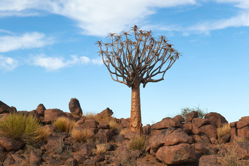Quiver Trees (kokerboom) in Namibia