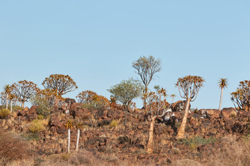 Quiver Trees (kokerboom) in Namibia