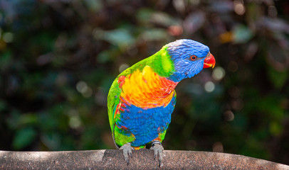 Beautiful colourful parrot over tropical background