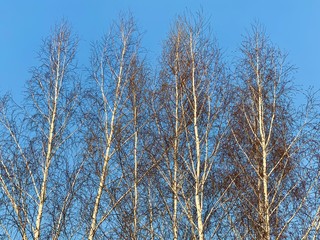 Tops of young birches against the blue sky. Birch thicket, spring trees