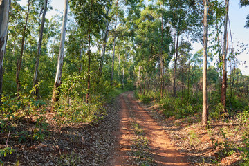 A road through the forest