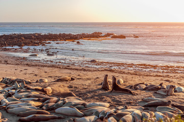 Two Elephant seals fighting and howling at each other at Elephant Seal Vista Point, San Simeon, California, USA