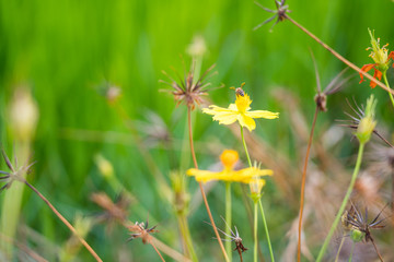 Yellow flowers in a remote rural field are naturally beautiful.