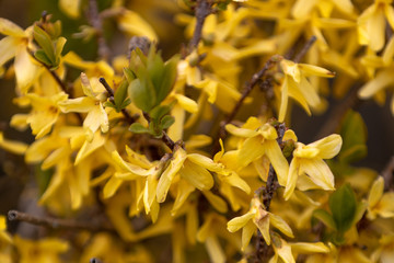 fleur jaune gros plan