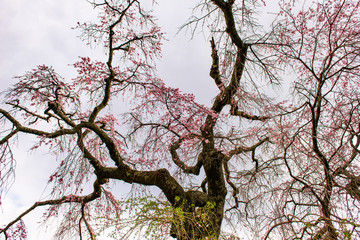 別府市東山の枝垂れ桜