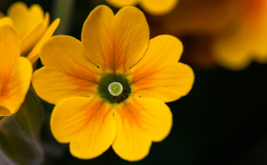 yellow flower