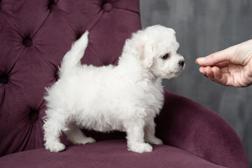 little small white puppy Bichon Frize on a chair. looking up. copy space © Роман Котиков