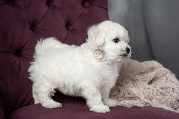 little small white puppy Bichon Frize on a chair. looking up. copy space