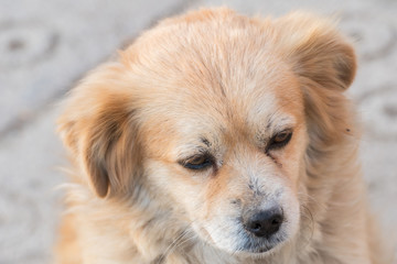 Fototapeta premium Portrait of happy faced gold furred dog without pedigree posing to the camera