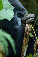 Obraz premium Gorilla