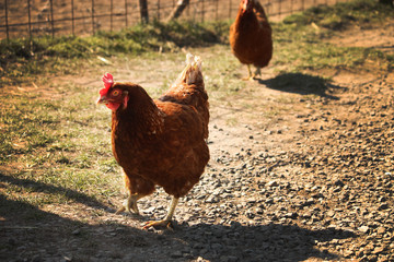 Brown hen looking for food in the Czech farm