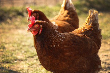 Brown hen looking for food in the Czech farm