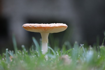 Amanita muscaria mature