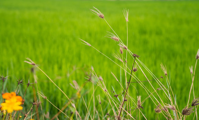 Yellow flowers in a remote rural field are naturally beautiful. - 334230294