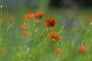 Poppies
