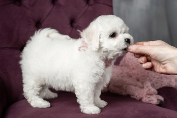 little small white puppy Bichon Frize on a chair. looking up. copy space