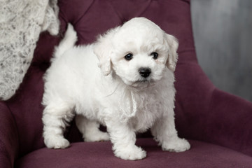 little small white puppy Bichon Frize on a chair. looking up. copy space