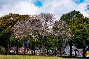 Fototapeta premium 南立石のヤマサクラ