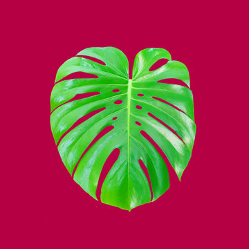 Monstera 