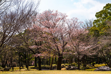 Obraz premium 南立石のヤマサクラ