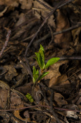grass blooms in early spring