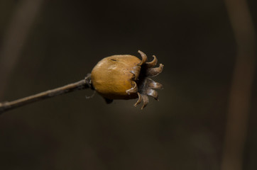 spider on a leaf