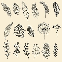 Set of hand drawn leaf vector illustration, flower lineart isolated graphic elements for your design.