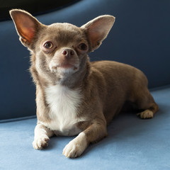 small brown chihuahua is lying on blue sofa. Pet care and development.