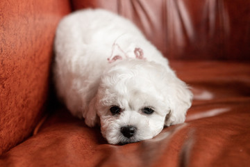 little small white puppy Bichon Frize on a chair. looking up. copy space