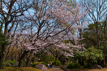 南立石のヤマサクラ