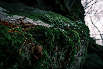 moss on rock