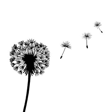 Dandelion flower drawing with flying seeds. Botanical illustration. Vector